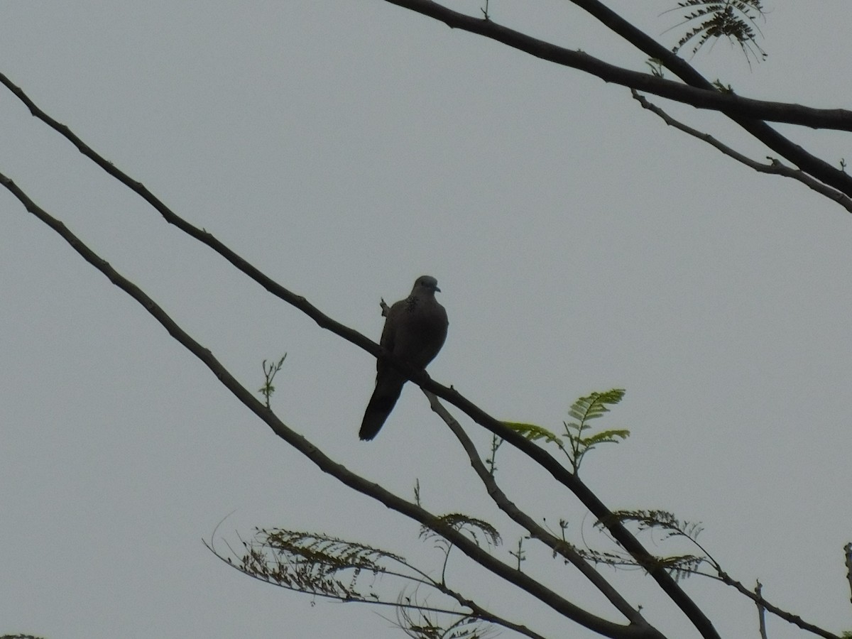 Spotted Dove - ML642999690