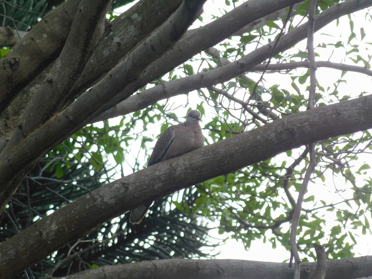 Spotted Dove - ML642999691