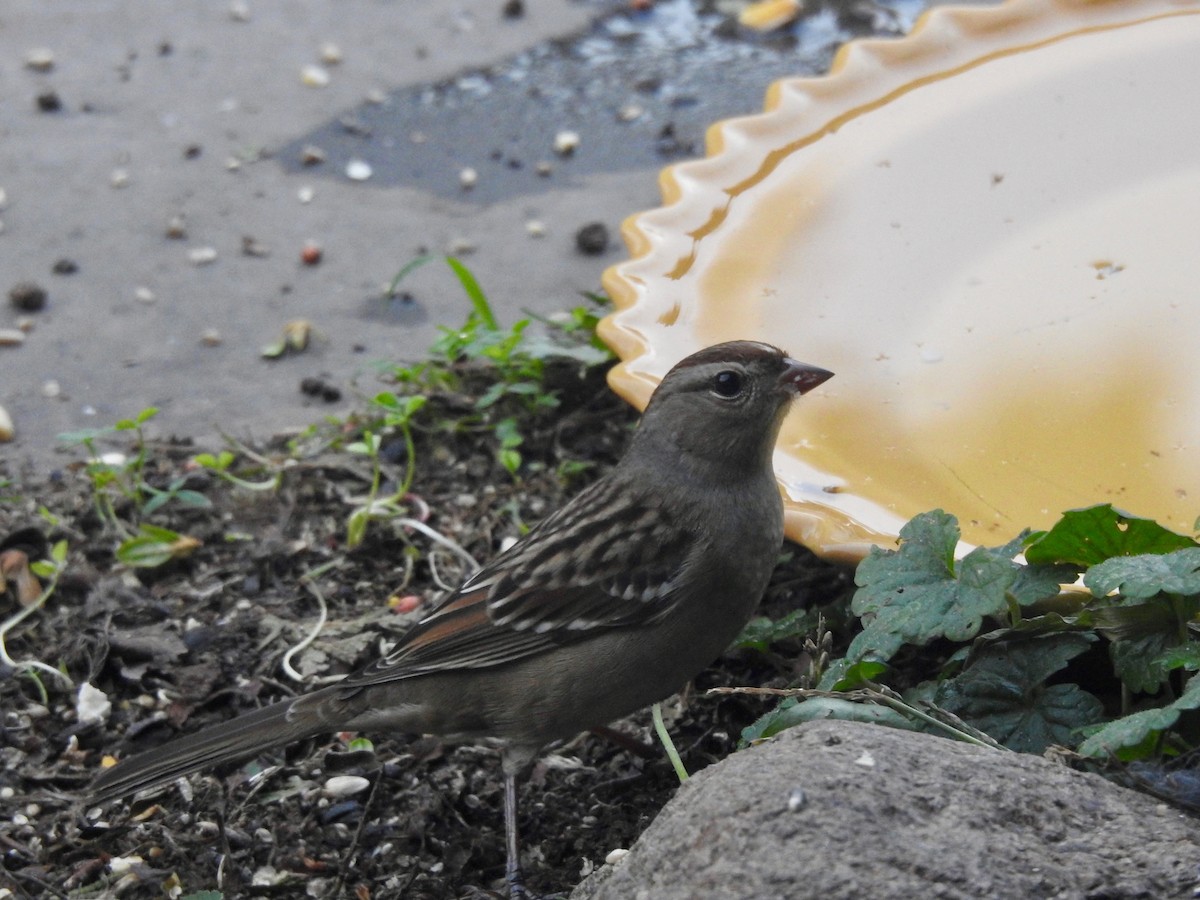 White-crowned Sparrow - ML642999697