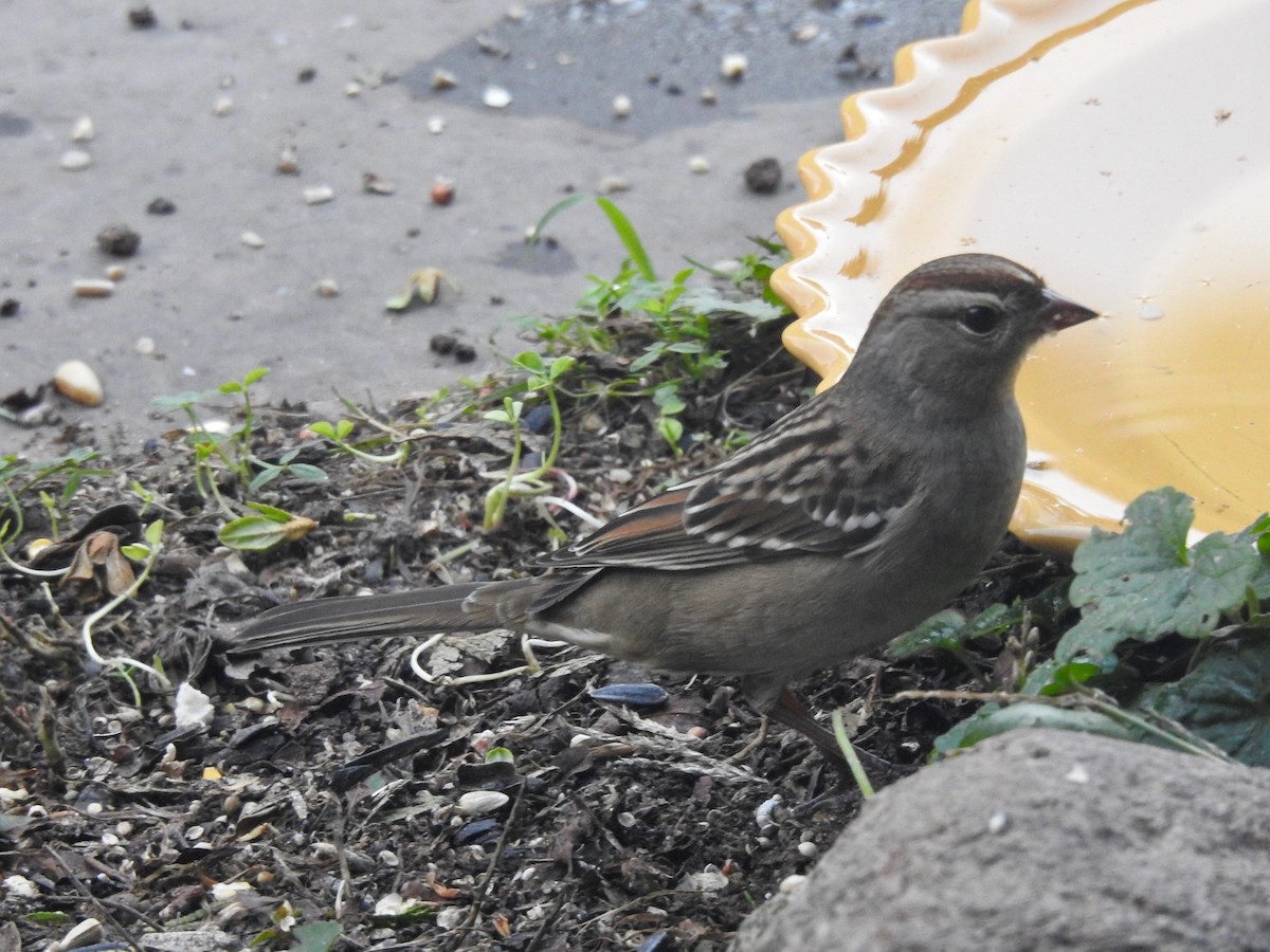 White-crowned Sparrow - ML642999698