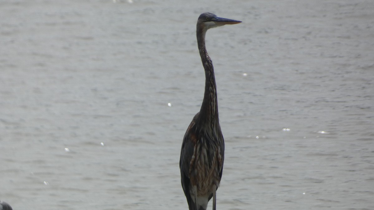 Great Blue Heron - ML642999701