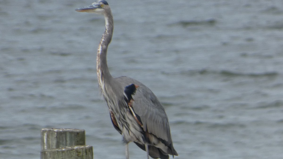 Great Blue Heron - ML642999702