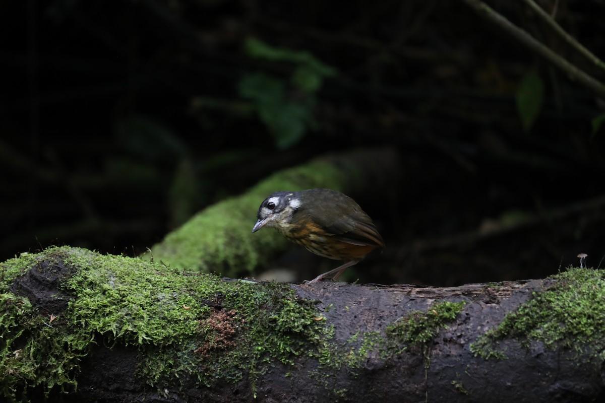 White-lored Antpitta - ML642999716