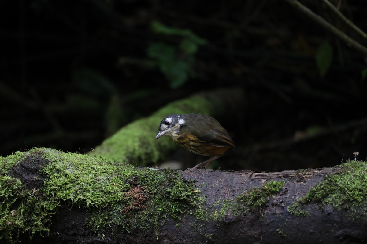 White-lored Antpitta - ML642999717