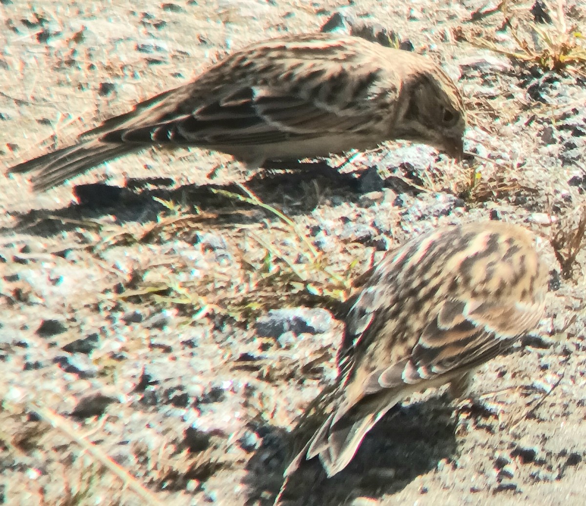 ostružka severní - ML642999719