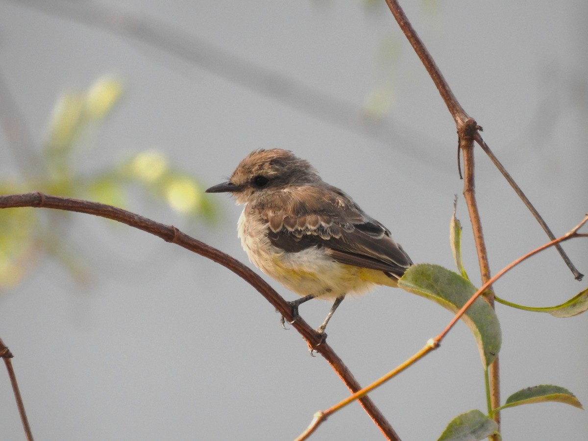 Vermilion Flycatcher - ML642999722
