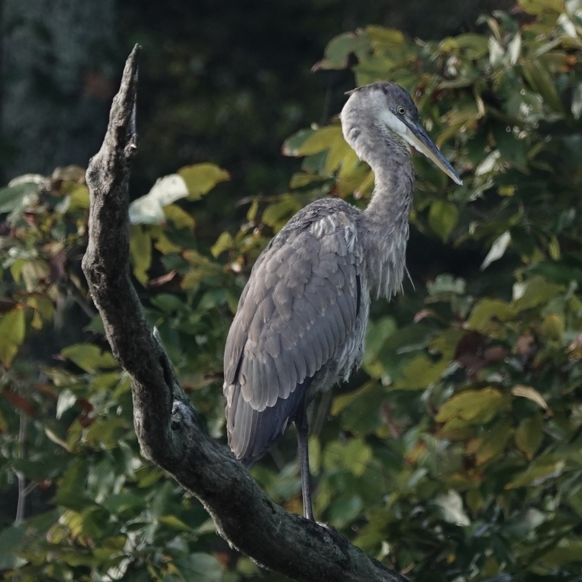 Great Blue Heron - ML642999729