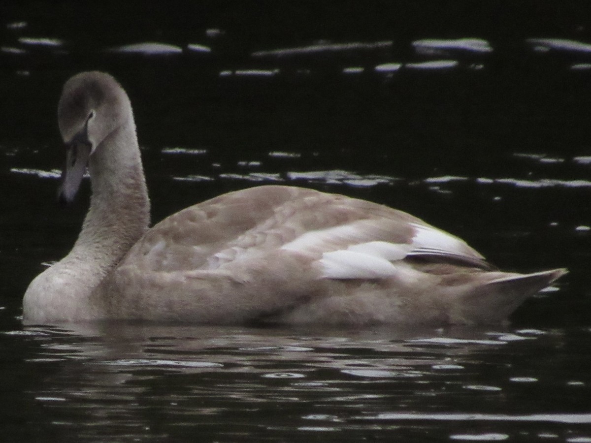 Höckerschwan - ML642999731