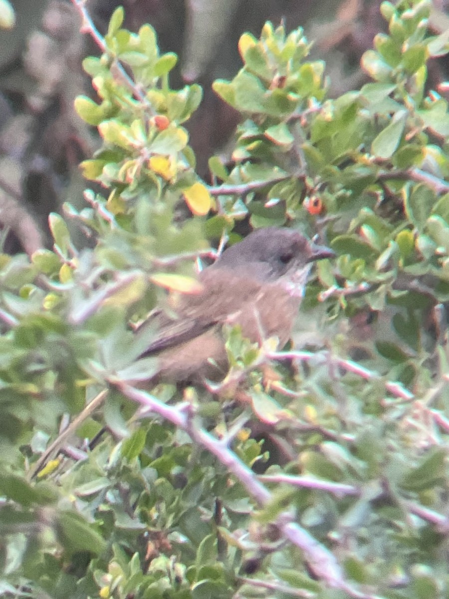 Olive Whistler - ML642999739