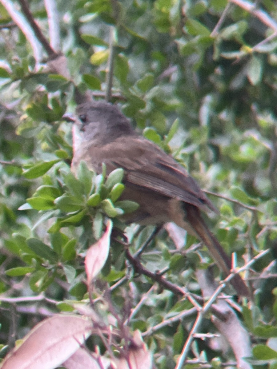 Olive Whistler - ML642999740