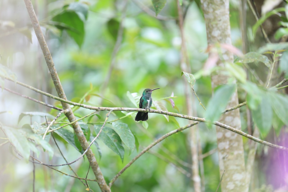 Glittering-throated Emerald - ML642999745