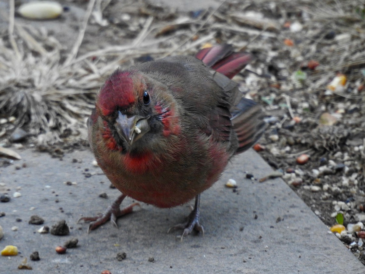 Northern Cardinal - ML642999750