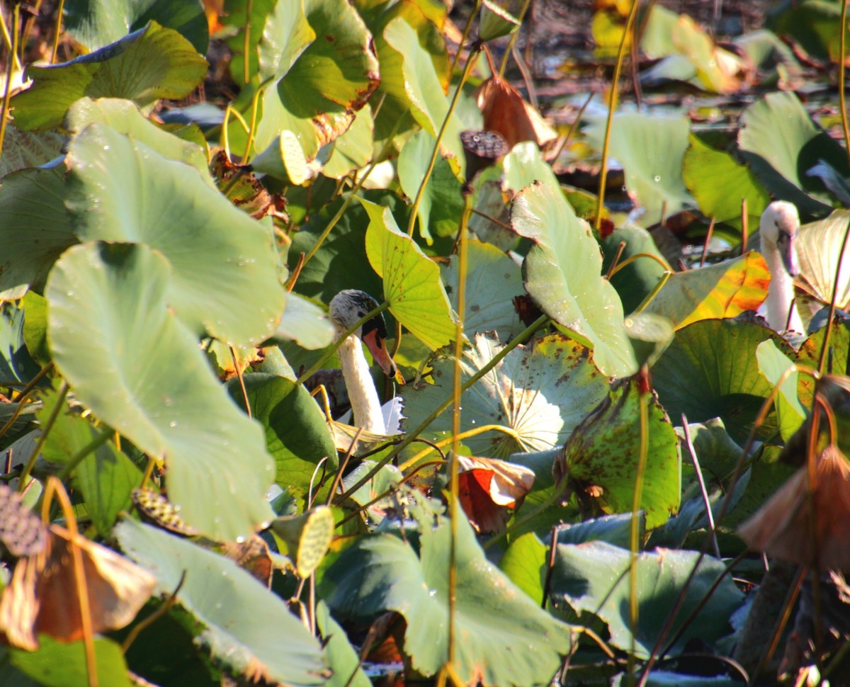 Höckerschwan - ML642999783