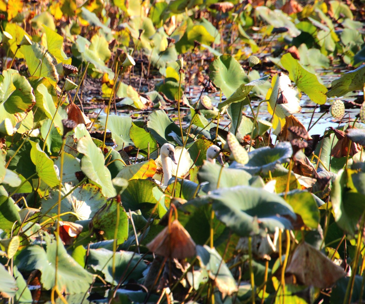 Höckerschwan - ML642999784
