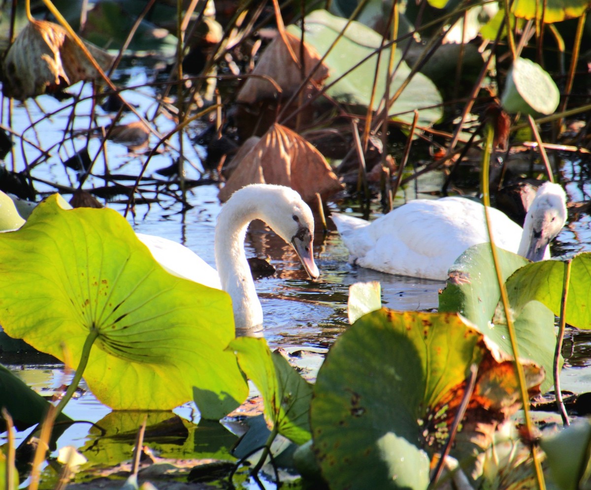 Höckerschwan - ML642999785
