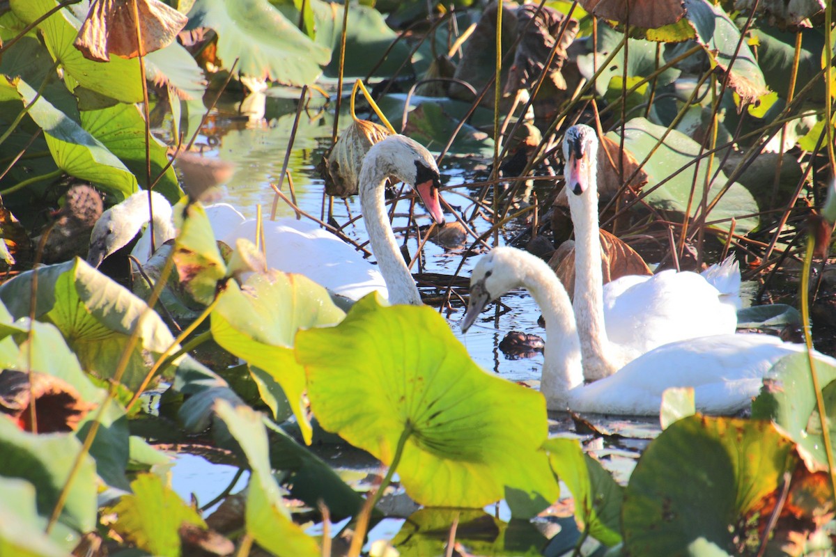 Höckerschwan - ML642999786