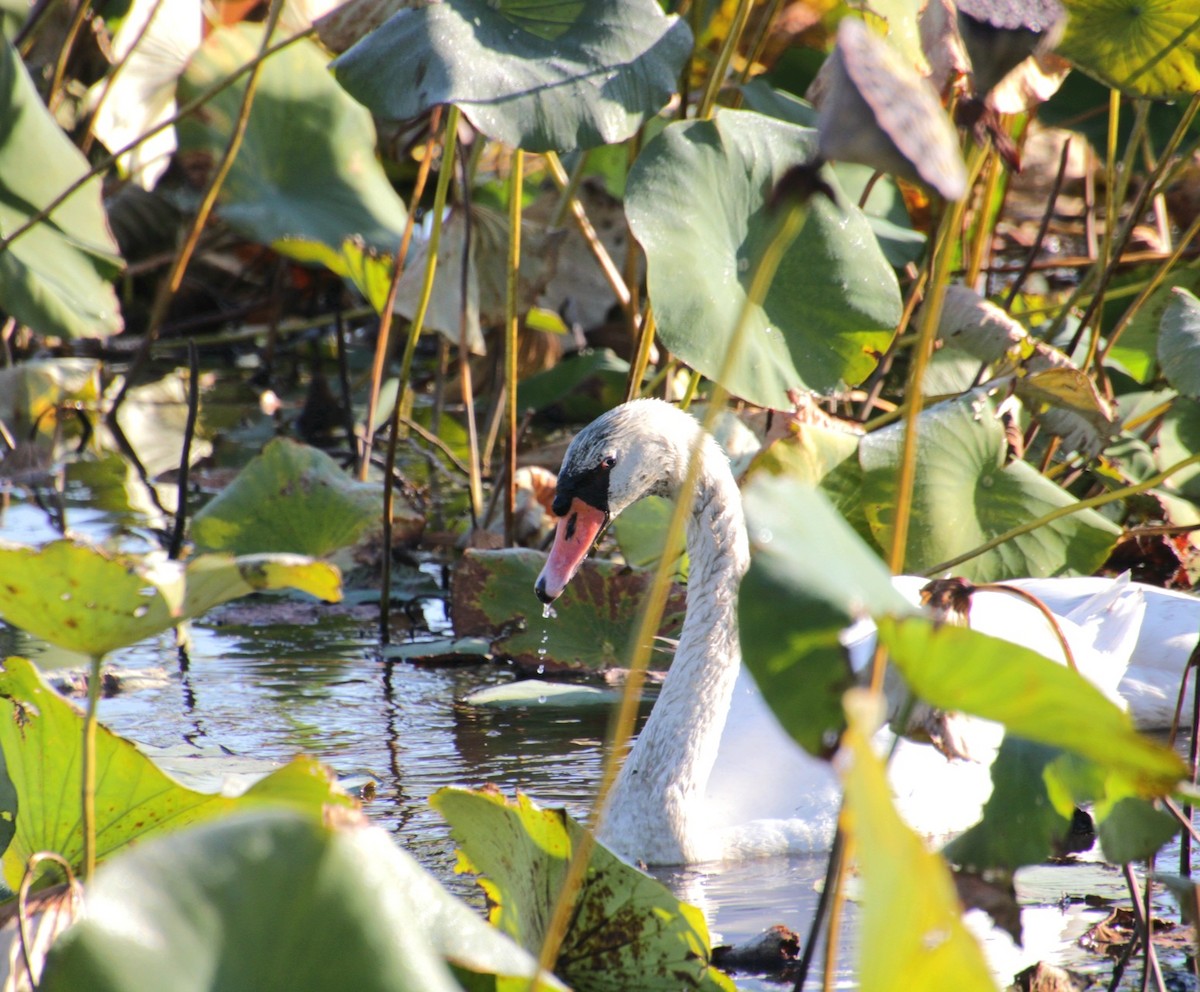 Höckerschwan - ML642999790