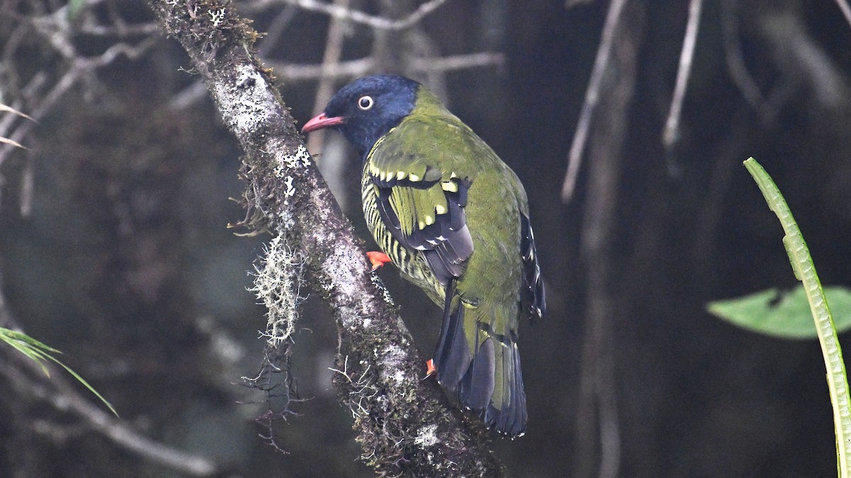 Barred Fruiteater - ML642999816