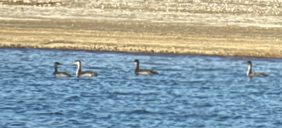 Red-necked Grebe - ML642999819