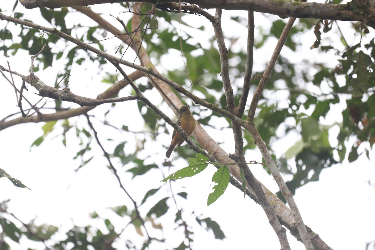 Ochre-bellied Flycatcher - ML642999837