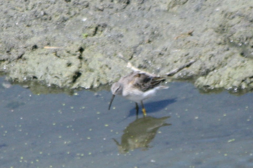 Stilt Sandpiper - ML642999847