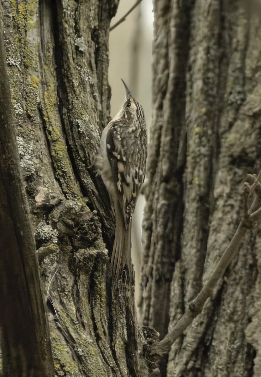 Brown Creeper - ML642999848