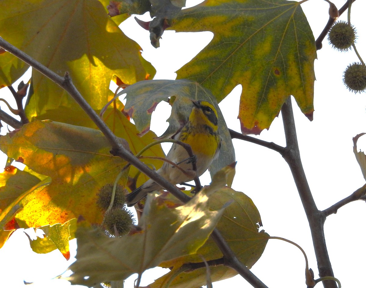 Townsend's Warbler - ML642999851