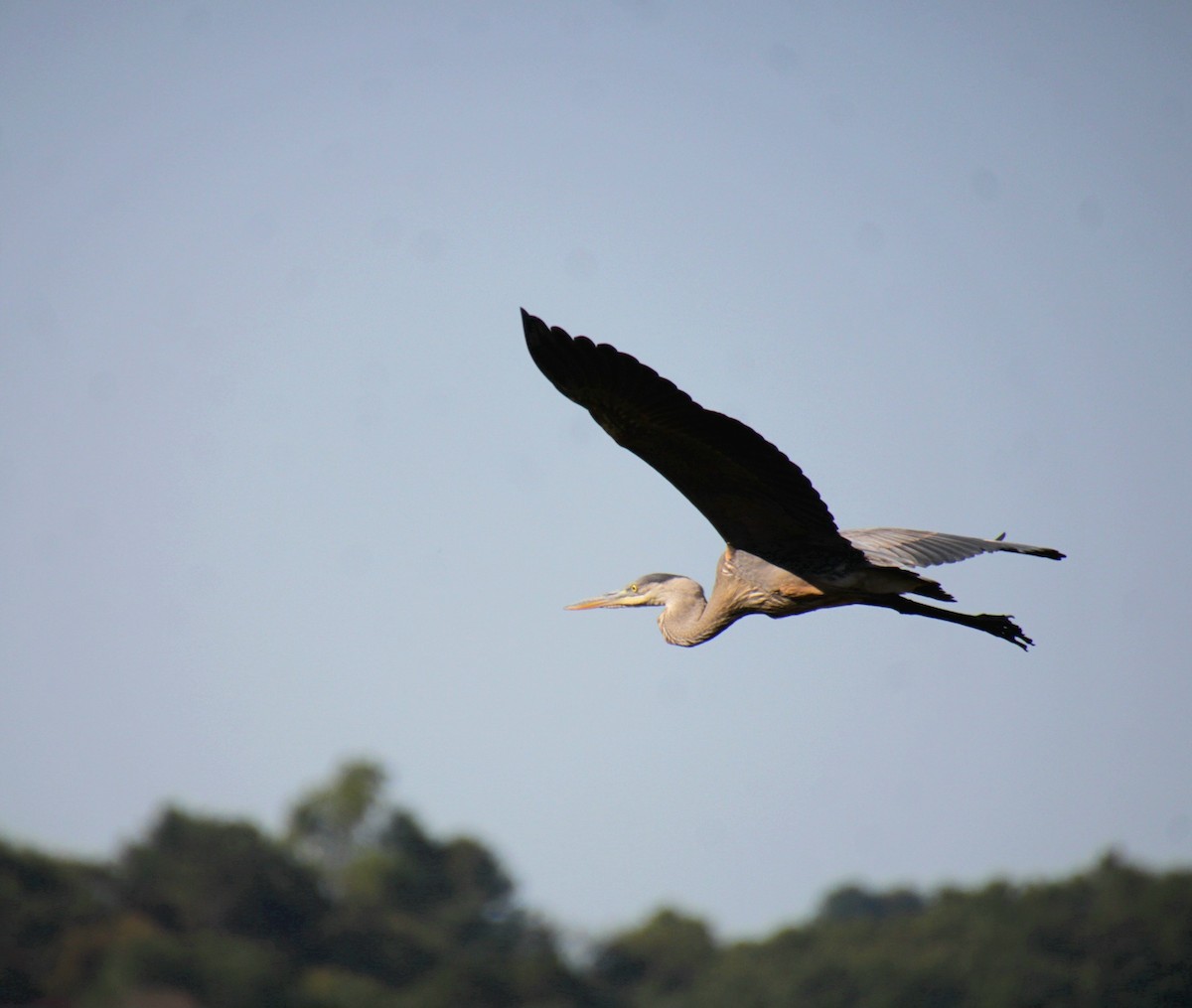Great Blue Heron (Great Blue) - ML642999860