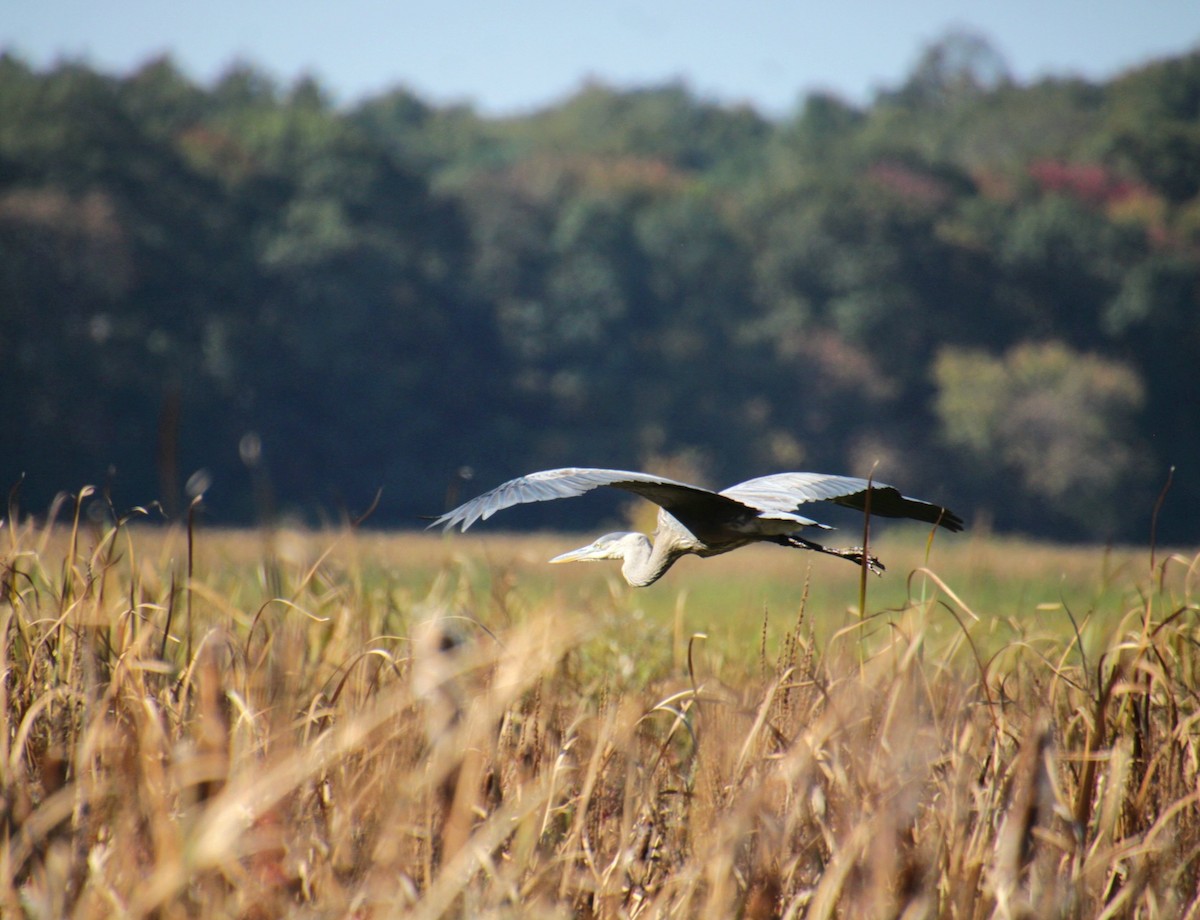 Great Blue Heron (Great Blue) - ML642999861