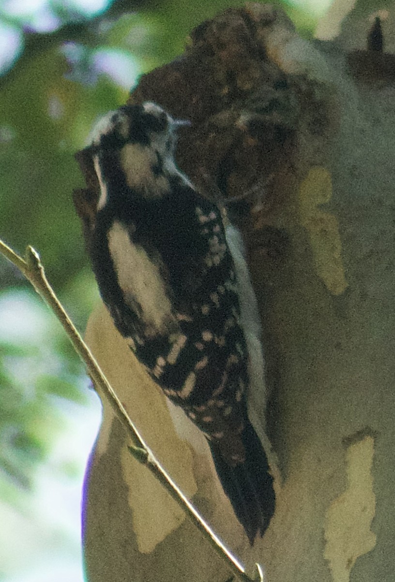 Downy Woodpecker - ML642999864