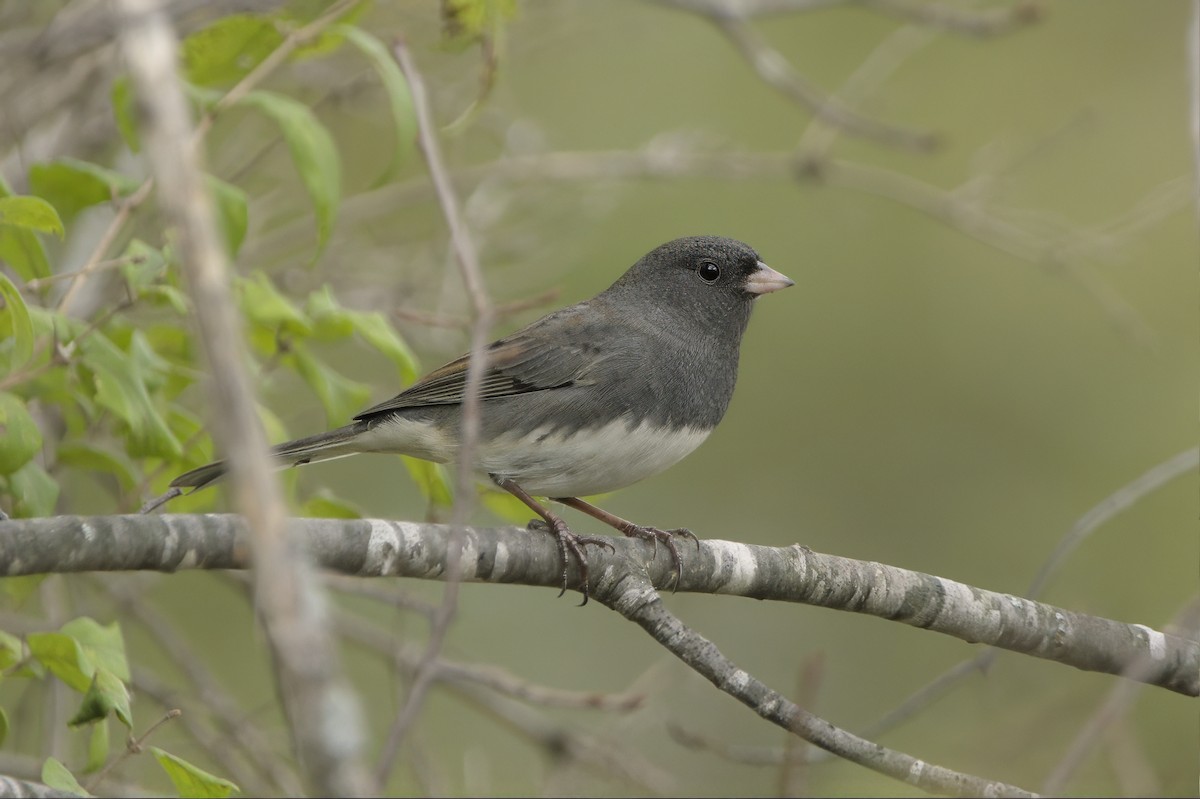 Dark-eyed Junco (Slate-colored) - ML642999870