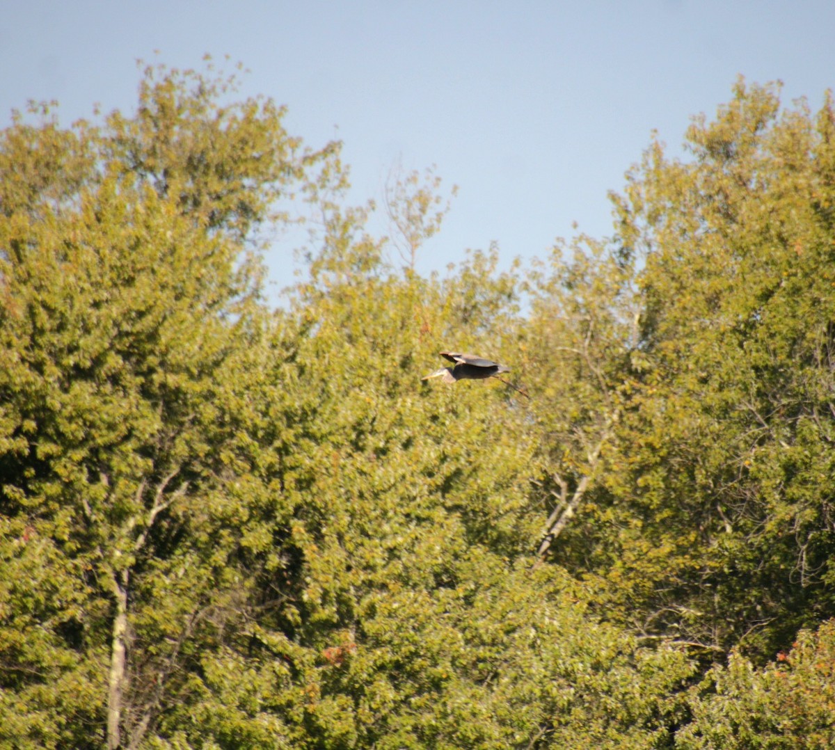 Great Blue Heron (Great Blue) - ML642999882