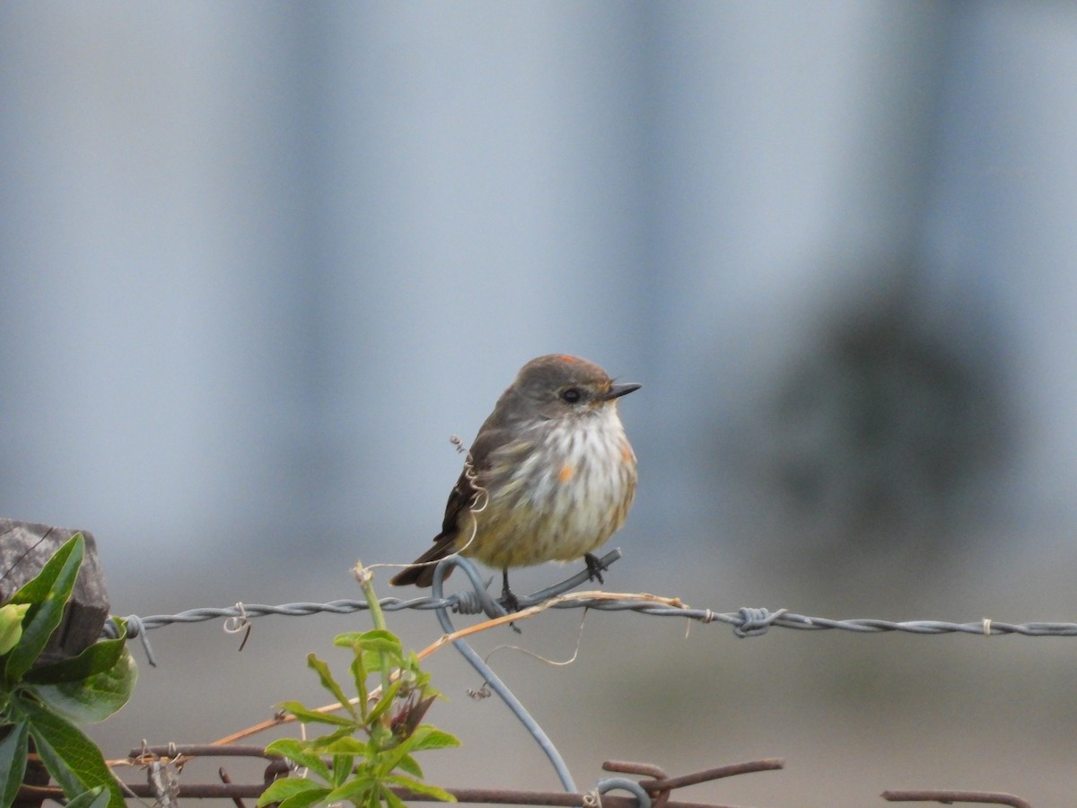 Vermilion Flycatcher - ML642999901