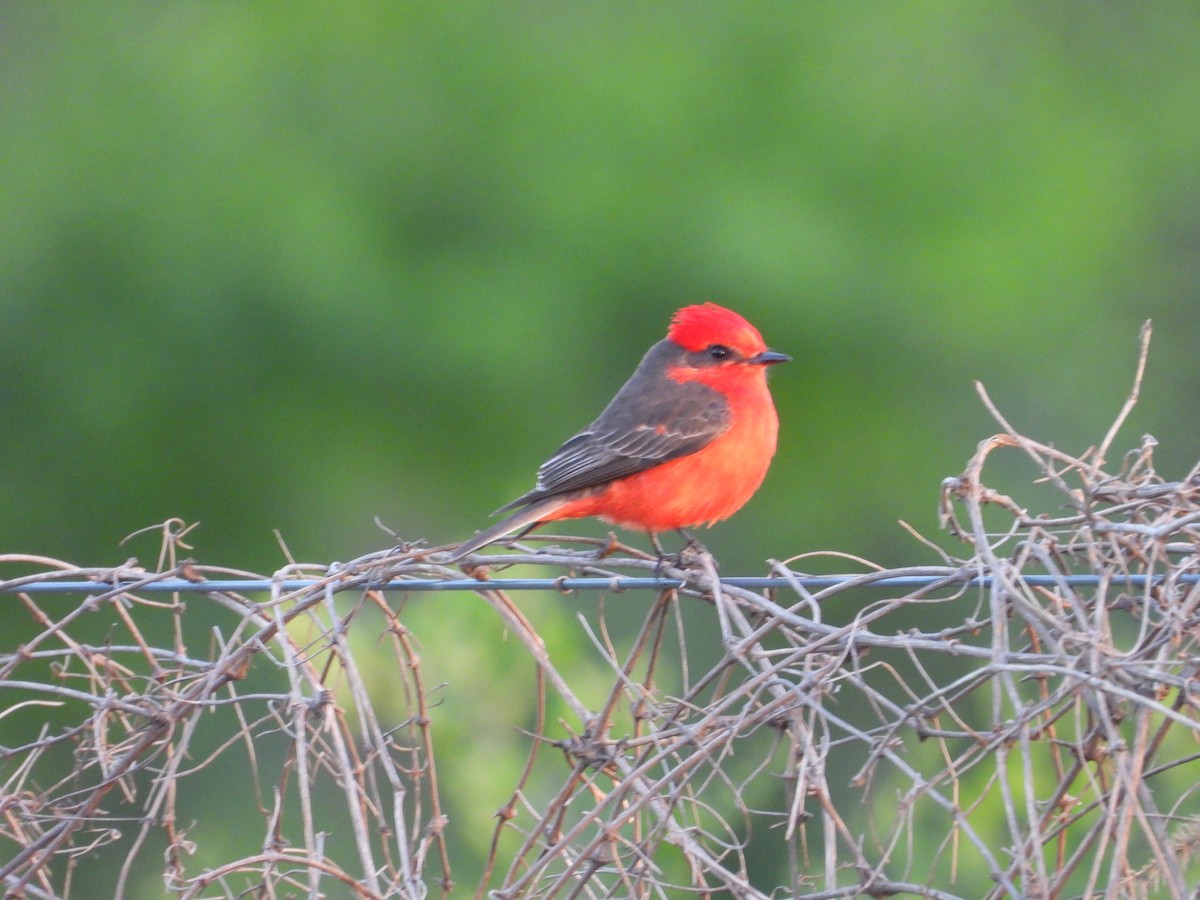 Vermilion Flycatcher - ML642999902