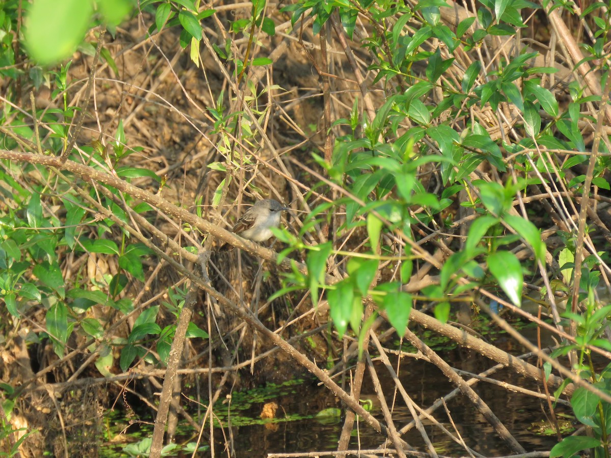 Sooty Tyrannulet - ML642999923