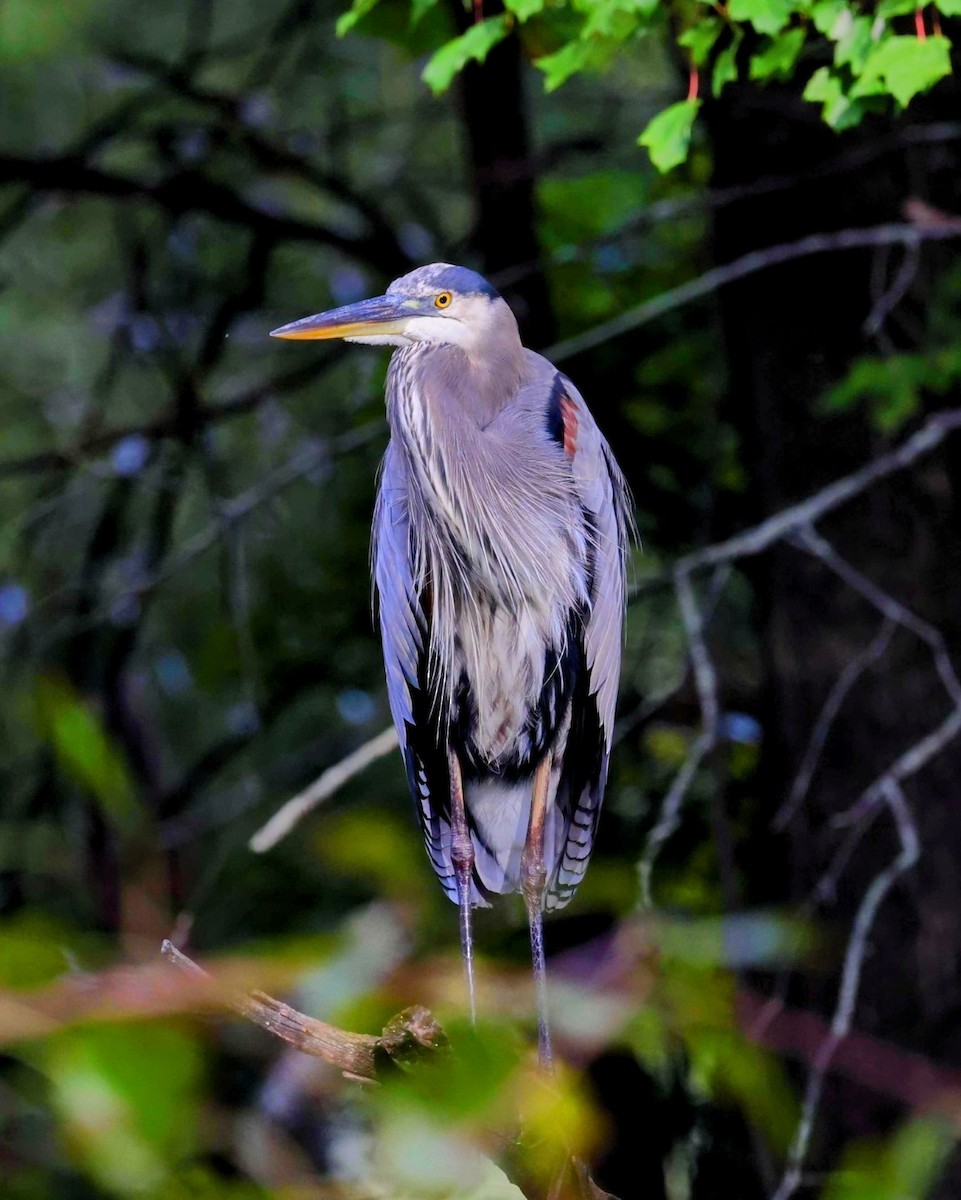 Great Blue Heron - ML642999932