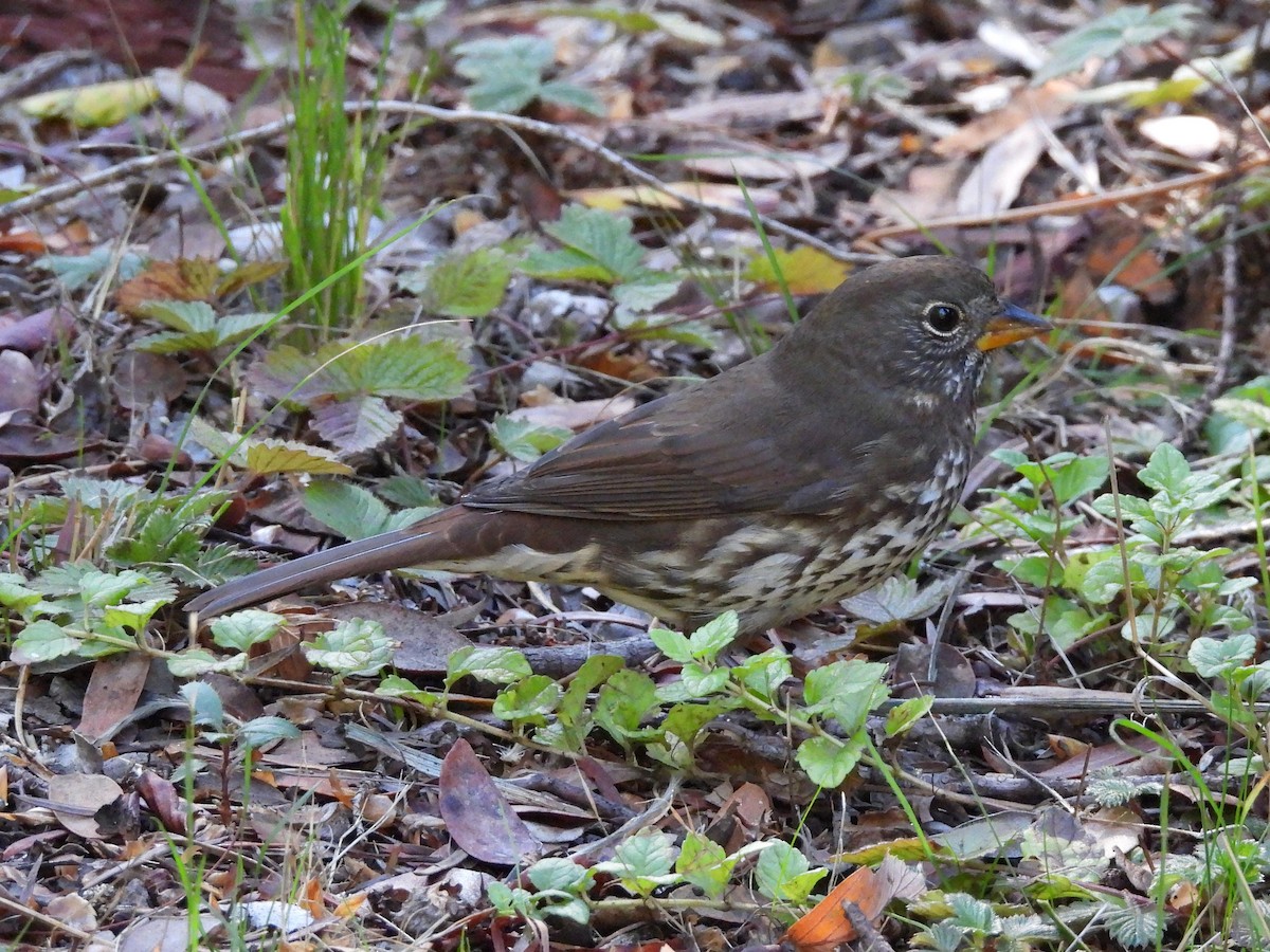 Fox Sparrow (Sooty) - ML642999950