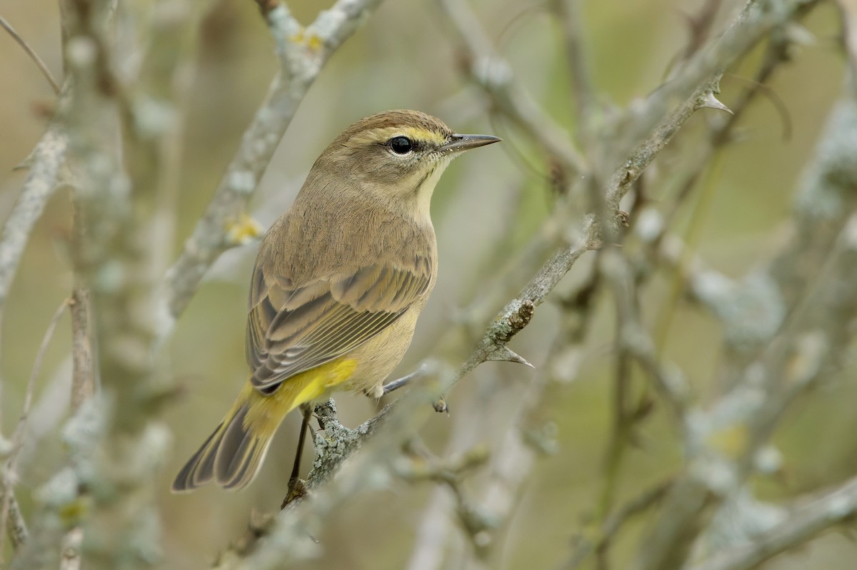 Palm Warbler - ML642999990
