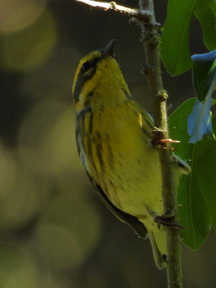 Townsend's Warbler - ML642999992