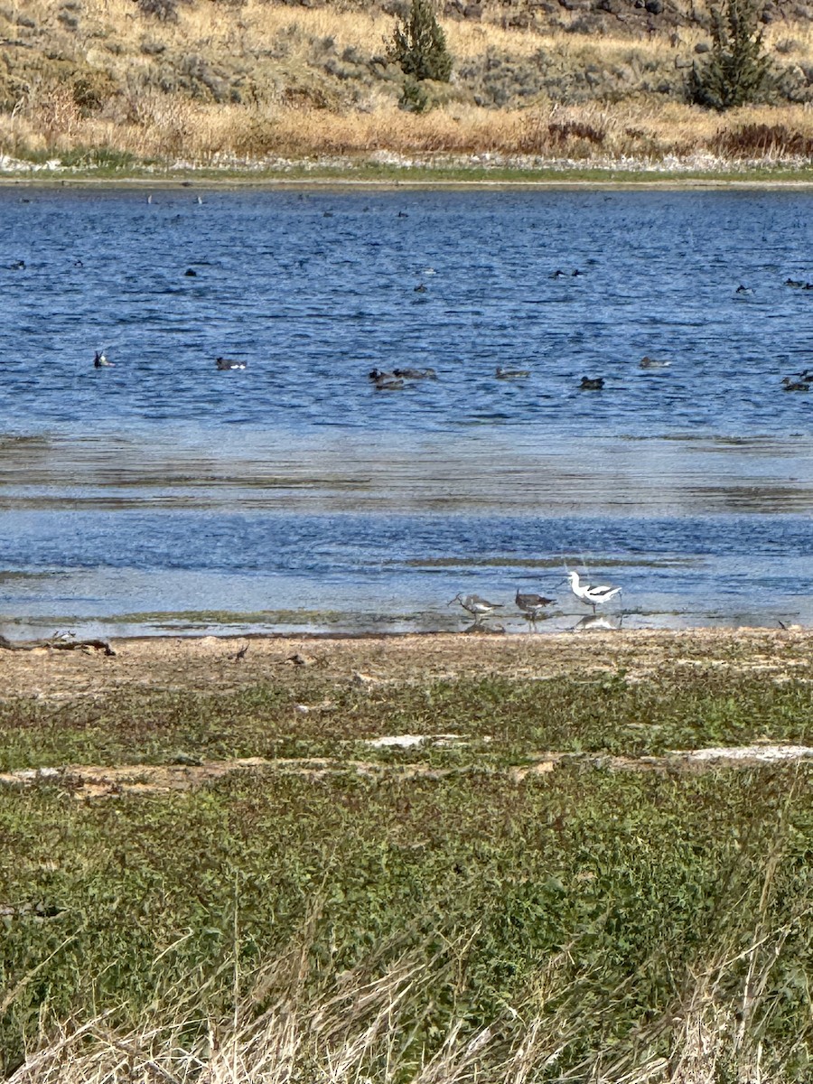 American Avocet - ML643000032