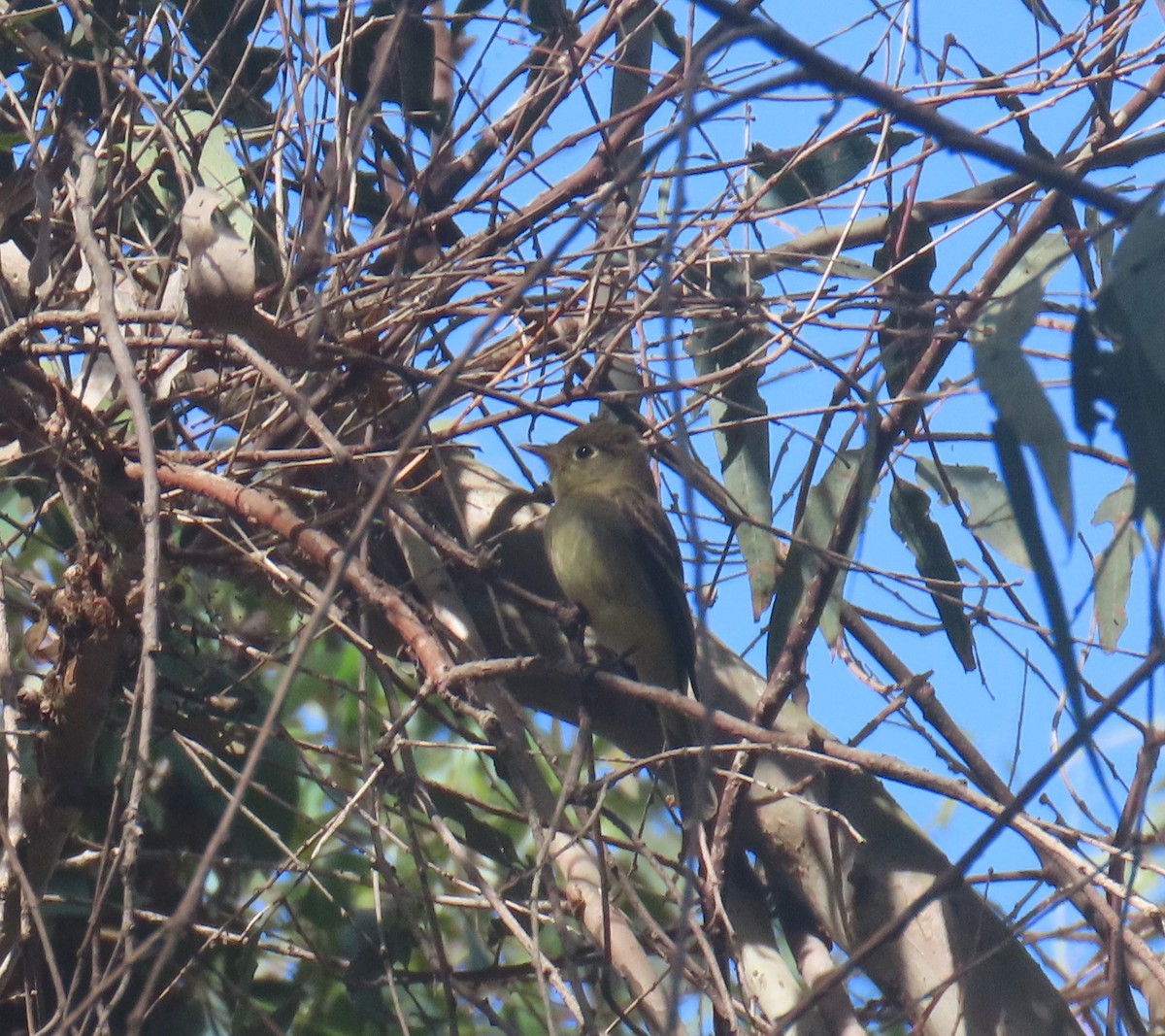 Western Flycatcher (Pacific-slope) - ML643000048