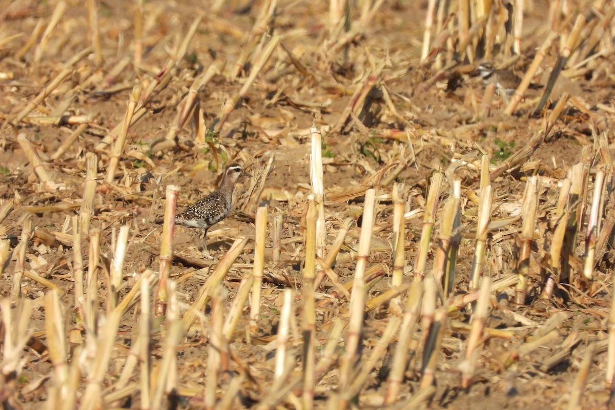 American Golden-Plover - ML643000049