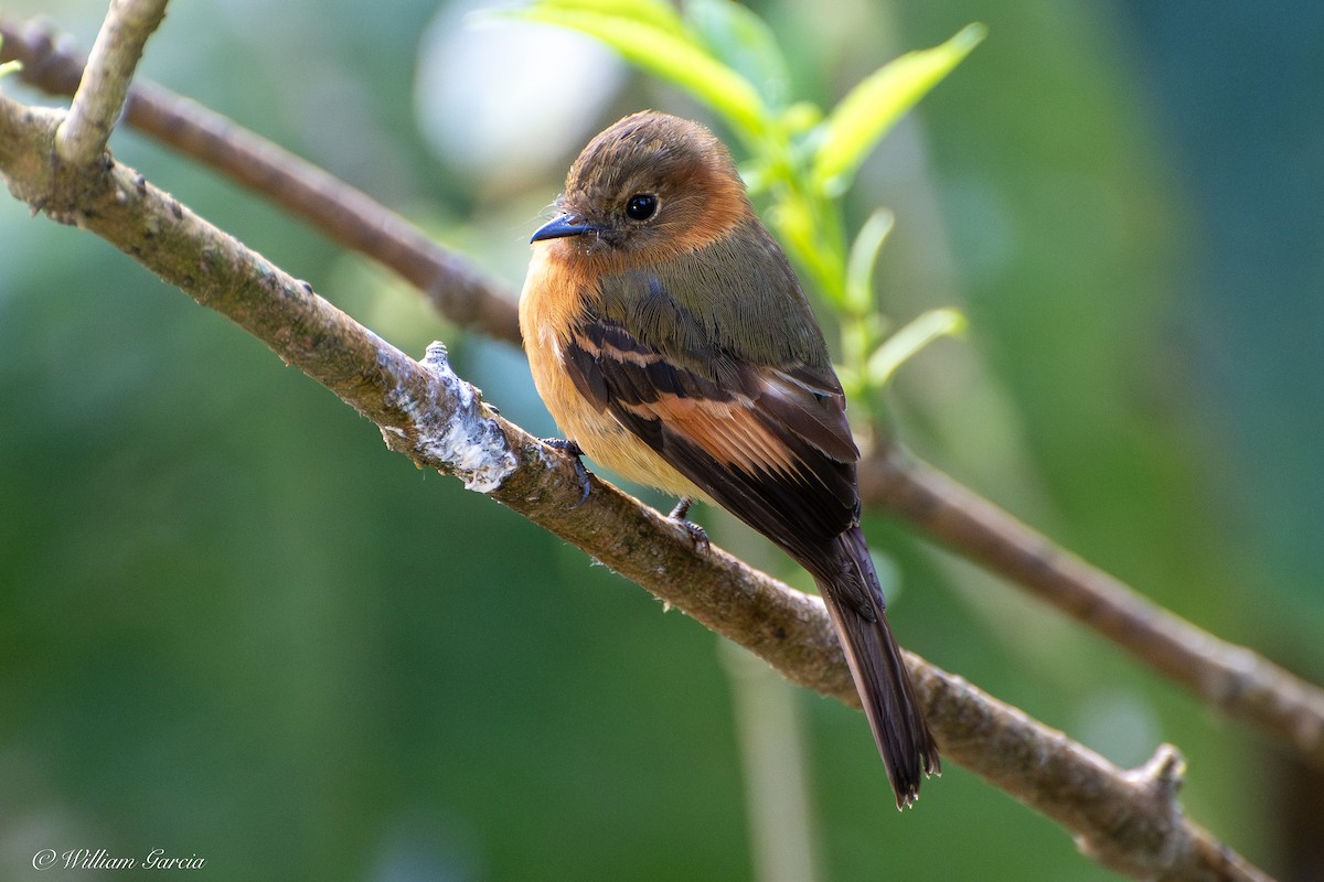 Cinnamon Flycatcher - ML643000064
