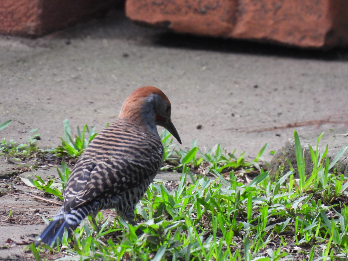 Guatemalan Flicker - ML643000073