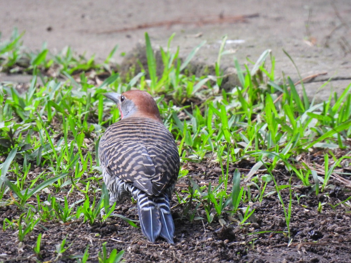 Guatemalan Flicker - ML643000074