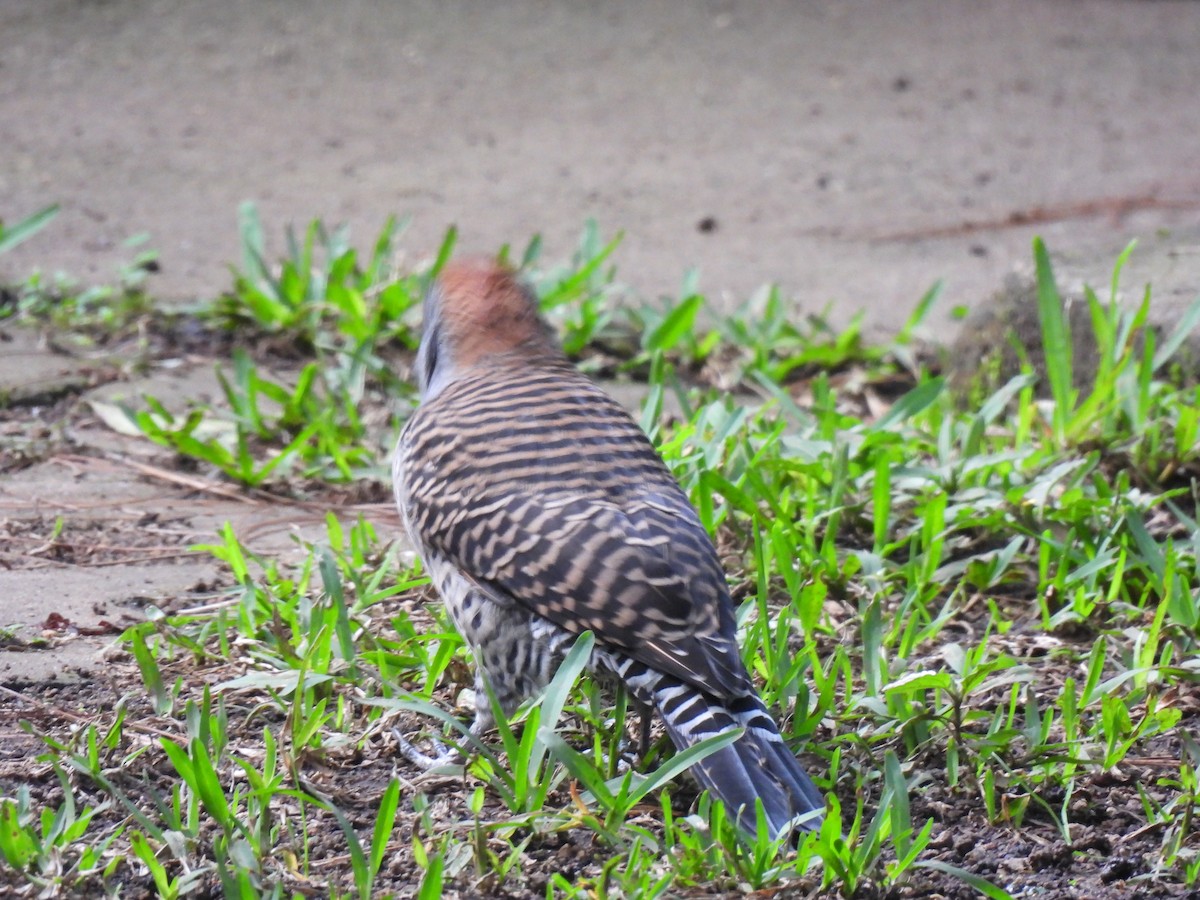 Guatemalan Flicker - ML643000075
