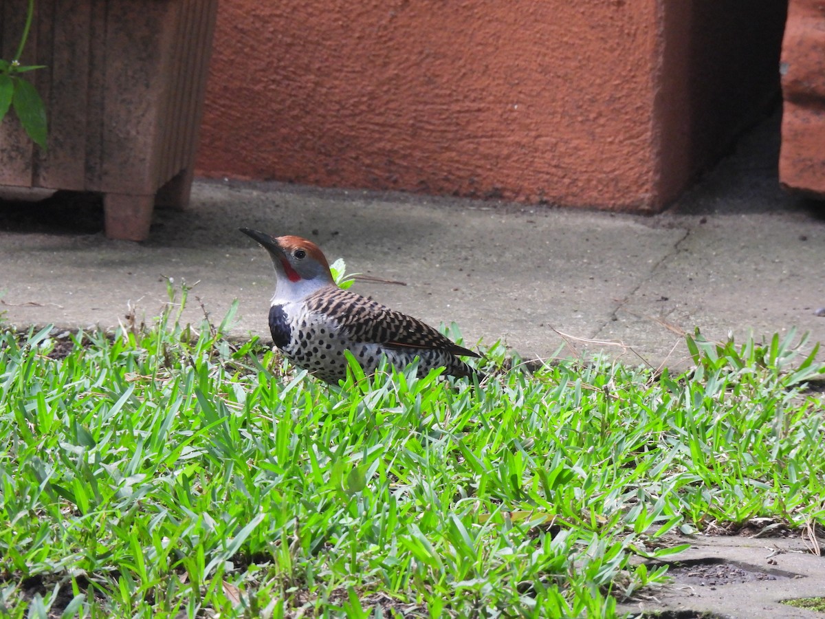 Guatemalan Flicker - ML643000090