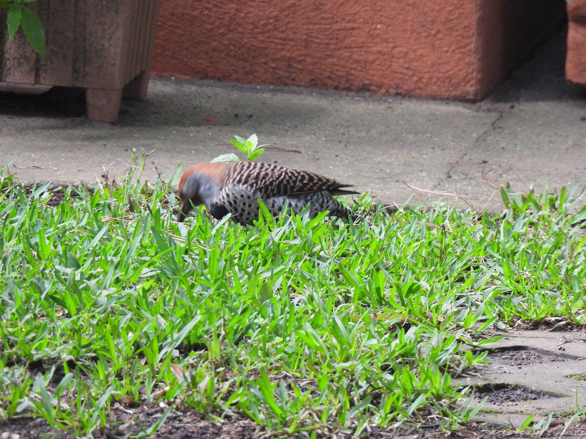 Guatemalan Flicker - ML643000091