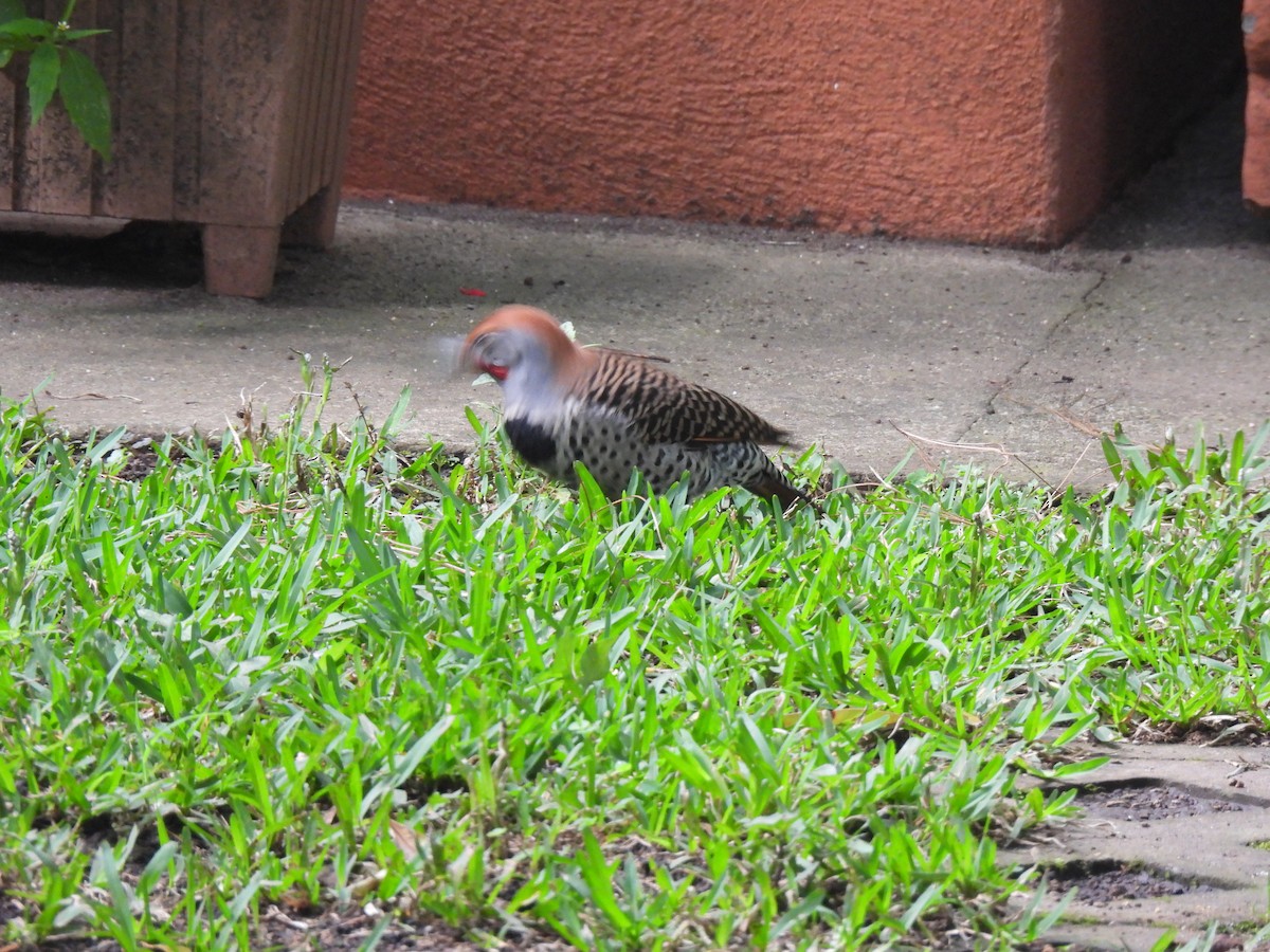 Guatemalan Flicker - ML643000092