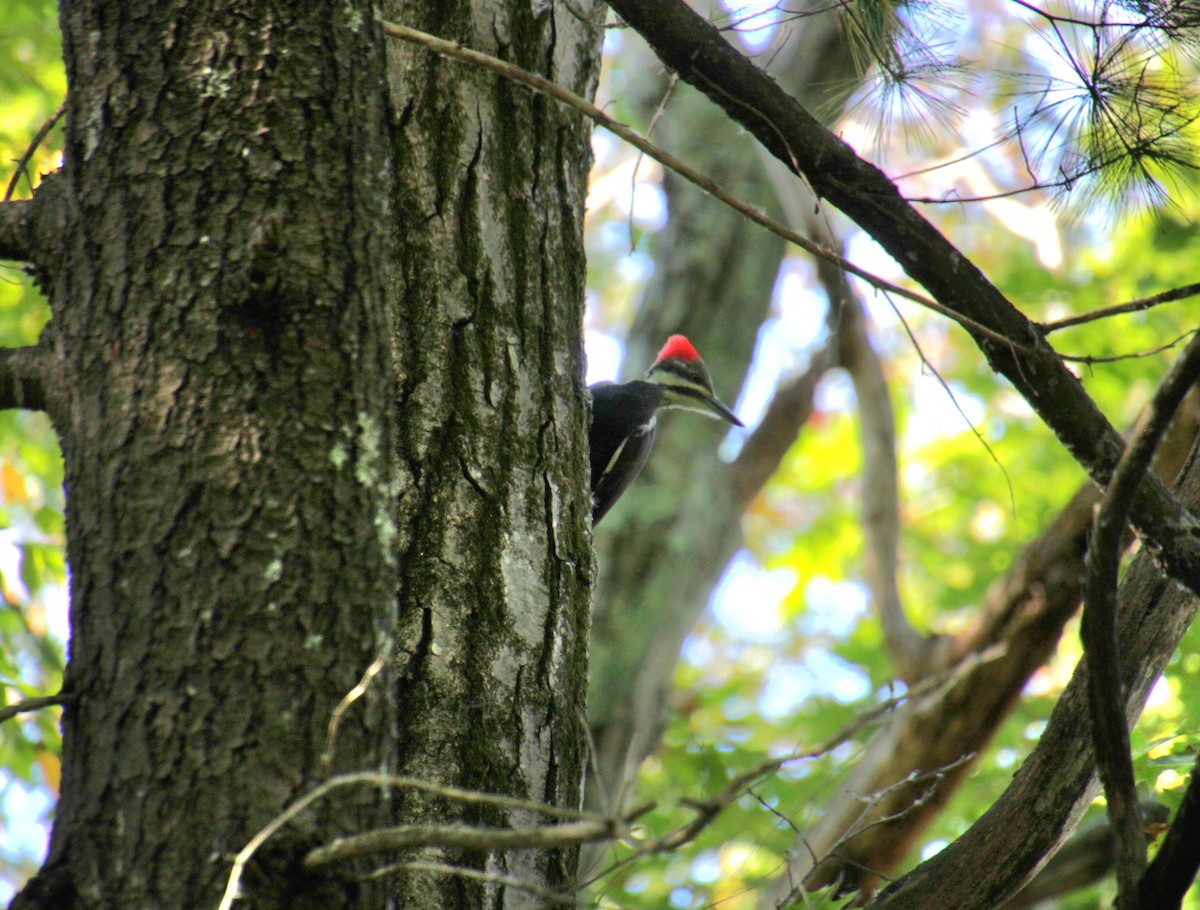 Pileated Woodpecker - ML643000094